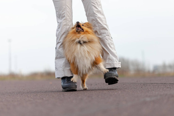 Entrenador de perros trabaja con un perro pastor de hoja
 - Foto, Imagen