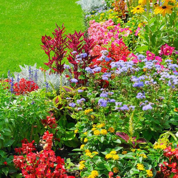 Summer flowerbed and green lawn. Floral pattern . - Photo, Image