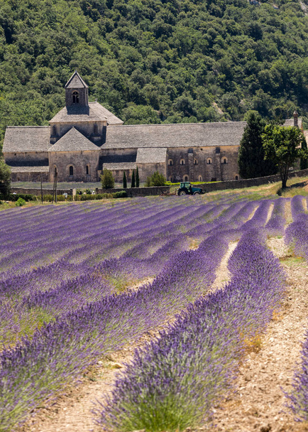 Abadia de Senanque ou Abbaye Notre-Dame de Senanque com campo de lavanda em flor, Gordes, Provence, França
  - Foto, Imagem