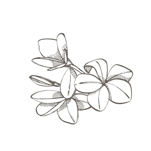 Tropical flowers plumeria. Vector illustration. Engraved jungle leaves. - Vettoriali, immagini