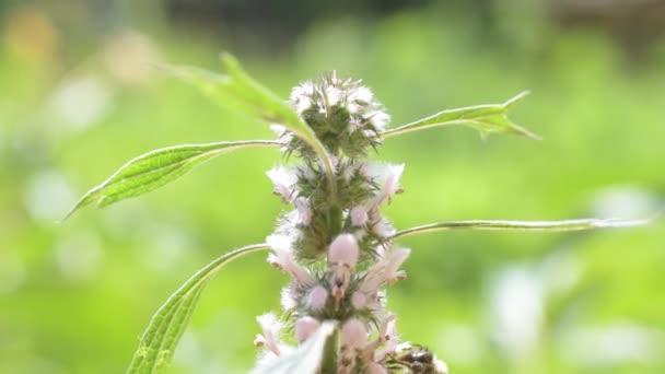 Flowering motherwort with a bee on it - Footage, Video