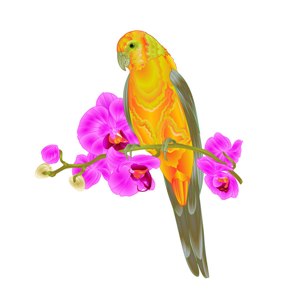 Sun Conure Parrot tropical bird standing on a purple orchid  Phalaenopsis on a white background vector illustration editable hand draw - Vector, Image
