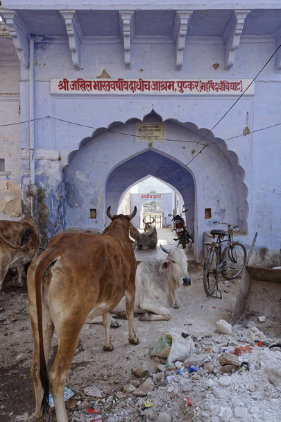 Ινδία, rajasthan, pushkar, ιερές αγελάδες σε μια από τις πύλες του στη λίμνη (ghats) - Φωτογραφία, εικόνα