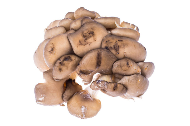 Pilha de cogumelos ostra crus frescos isolados no fundo branco
 - Foto, Imagem