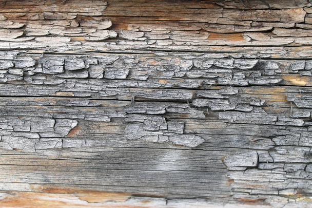 The old wood texture with natural patterns. Inside the tree background. Old grungy and weathered grey wooden wall planks texture background - Photo, Image