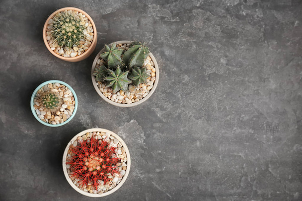 Beautiful cacti on grey background, top view - 写真・画像