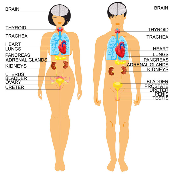 Anatomía del cuerpo humano
 - Vector, Imagen