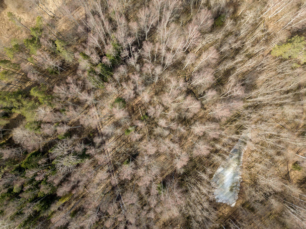 Drohnenbild. Luftaufnahme des Waldes von oben Bäume mit langen Sträuchern - Foto, Bild