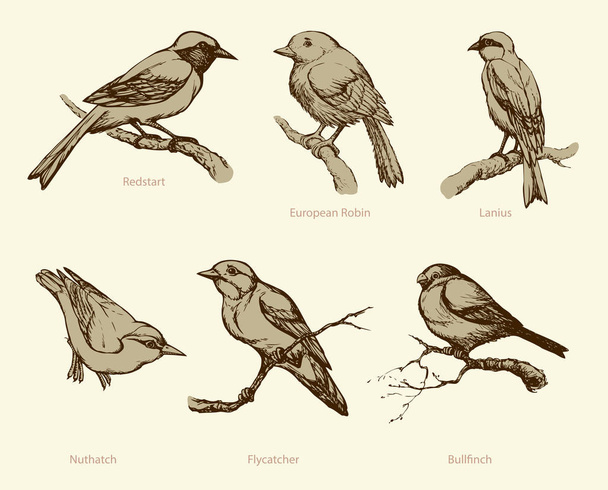 Ensemble vectoriel d'oiseaux : Bullfinch, Redstart, Nuthatch, Flycatcher
,  - Vecteur, image
