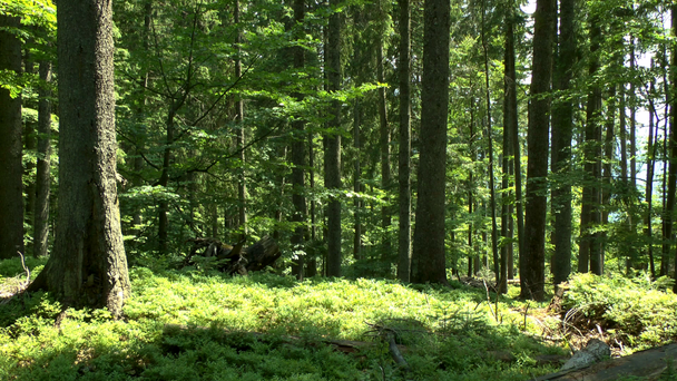 Vadon élő hegyi erdő: fa törzsét. - Felvétel, videó