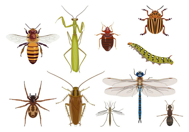 Sürünen ve uçan böcekler kümesi. Vektör çizim - Vektör, Görsel