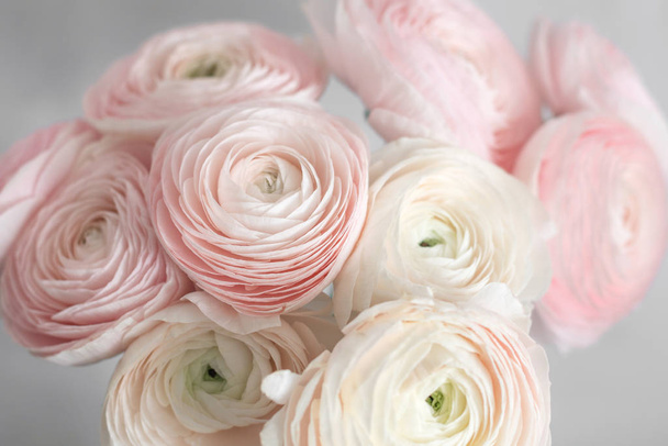 много слоистых лепестков. Персидский лютик. Бледно-розовые цветки раннункулуса на светлом фоне. Обои, Горизонтальное фото
 - Фото, изображение