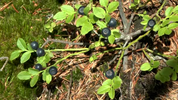 Forest: plant Blueberry (Vaccinium sp.) with ripe berries, medium shot. - Video