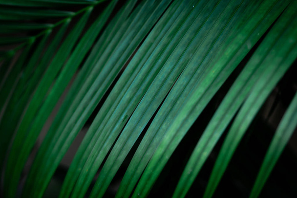 Tropical green leaves on black background - Photo, Image