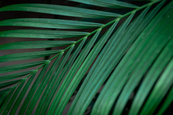 Тропічне зелене листя на чорному тлі
 - Фото, зображення