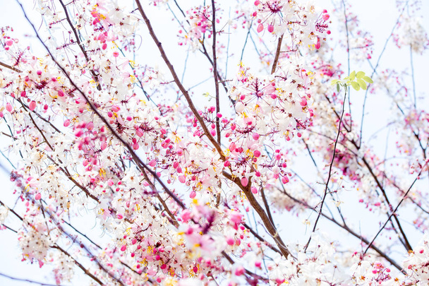 Ροζ λουλούδια ανθίζουν στο δέντρο, όμορφα λουλούδια το πρωί.Φόντο Ταπετσαρία - Φωτογραφία, εικόνα