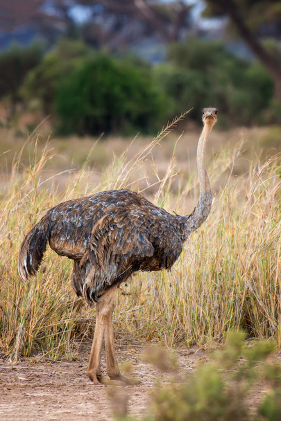 African ostrich (Struthio camelus) - Valokuva, kuva