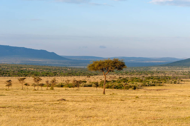 Krajobraz sawanny w Parku Narodowego Kenii - Zdjęcie, obraz