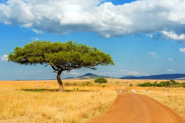 Landschap met niemand boom in Afrika - Foto, afbeelding
