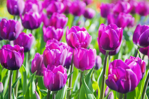 tulipanes púrpura florecen en el parque en la primavera
. - Foto, Imagen