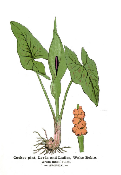 botanische Illustration. Bild der Pflanze - Foto, Bild