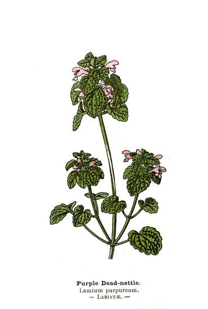 botanische Illustration. Bild der Pflanze - Foto, Bild