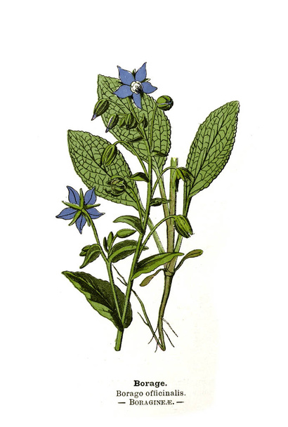 Botanical illustration. Picture of plant - Photo, Image