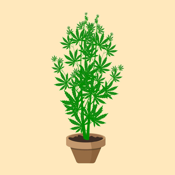 Marihuana oder Cannabis-Pflanze in einem Blumentopf. flache Bauweise. Cannabispflanze in einem Blumentopf. grüne Kräuter im Topf. - Vektor, Bild