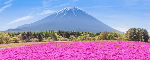 Feld von rosa Blumen und Berg-Fuji in der Herbstsaison  - Foto, Bild