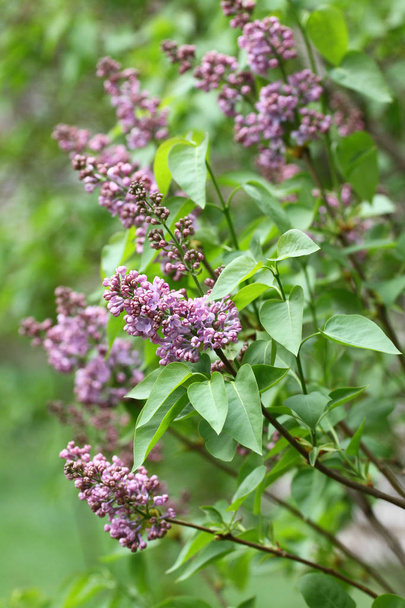 Lilac. Lilacs, syringa or syringe. Colorful purple lilacs blossoms with green leaves. Floral pattern. Lilac background texture. Lilac wallpaper. No sharpen. - Photo, Image