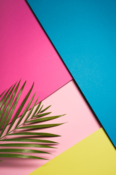 vista superior de la hoja de palma verde sobre superficies coloridas
 - Foto, imagen