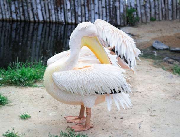 Branco pelicano limpa asas de penas com grande neb amarelo
  - Foto, Imagem
