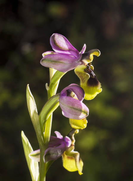 Gyönyörű vad ritka orchidea gr. szarvasbangót is ismert, mint a - Fotó, kép