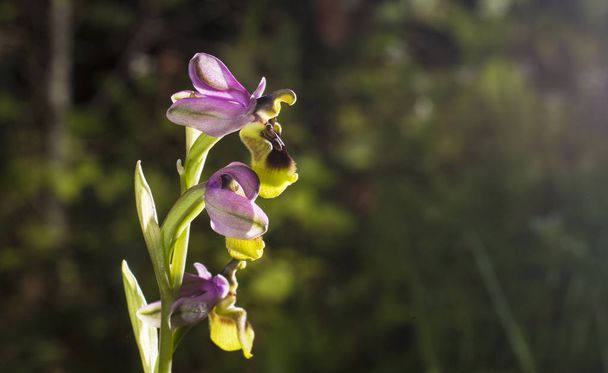 美しい野生まれな蘭 Ophrys gr. scolopax としても知られている、 - 写真・画像