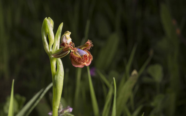 Beautiful wild orchid ophrys speculum also known as t the mirror - Photo, Image