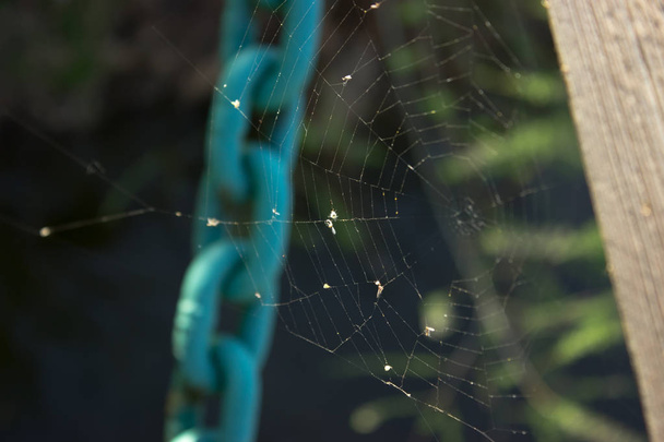 Rede de aranha - uma cadeia azul no fundo
 - Foto, Imagem