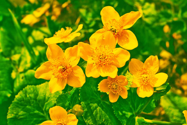 Φωτεινά ζωηρόχρωμα λουλούδια κίτρινο φόντο το άθροισμα - Φωτογραφία, εικόνα