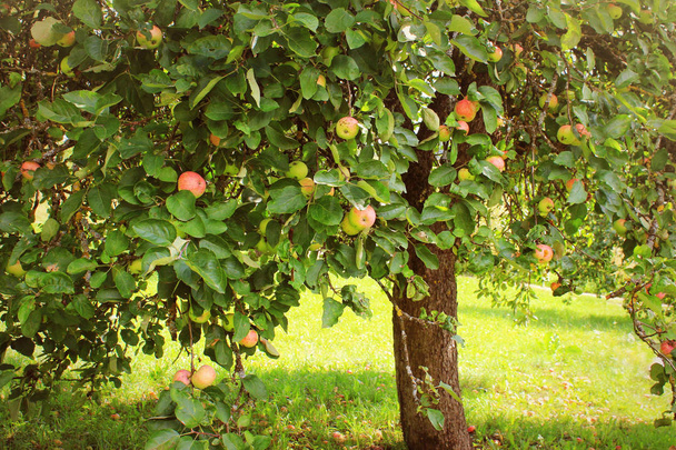 Apple na drzewa w sadzie w jesieni - Zdjęcie, obraz