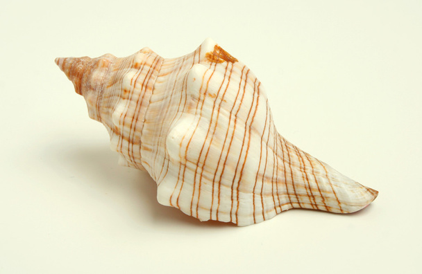 Морской коклесад
 - Фото, изображение
