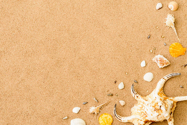 Top view of shell on sand beach background for summer holiday  - 写真・画像