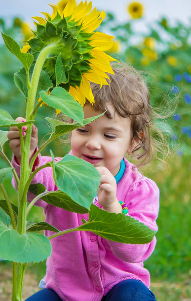 Kind und Sonnenblumen. Selektiver Fokus.  - Foto, Bild