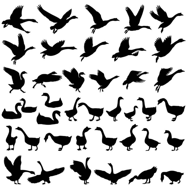 Collection of silhouettes of gooses - Vector, Image