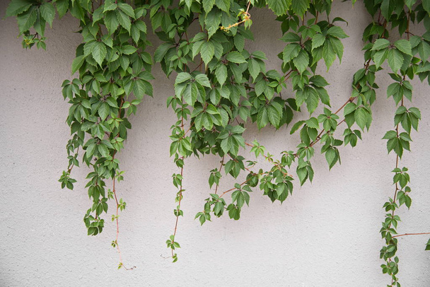 branches of wild grapes against a gray wall - Foto, Imagem