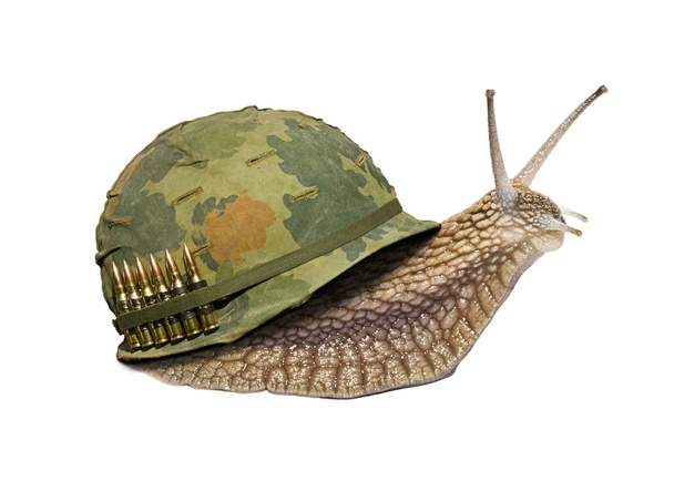 Żołnierz ślimak na białym tle - Zdjęcie, obraz