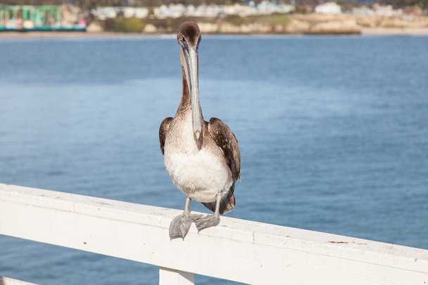 Pelicano castanho
 - Foto, Imagem