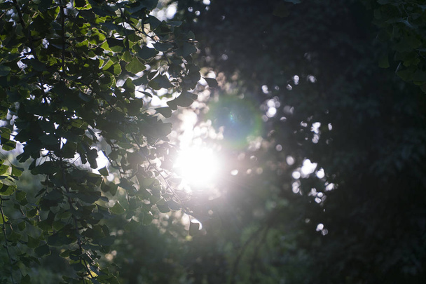Sunlight in the green forest - Valokuva, kuva