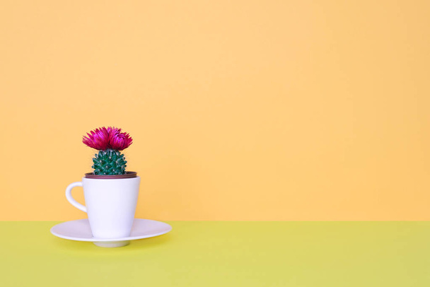 Small cactus in a flowerpot on a trendy background. - Fotoğraf, Görsel