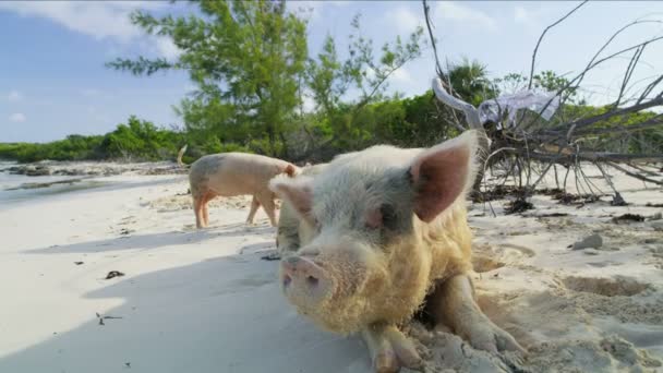 duża świnia i Prosiaczek relaks na plaży w stanie dzikim na tropikalnej wyspie bezludnej w raju atrakcja turystyczna na Karaibach Wyspy Bahama - Materiał filmowy, wideo