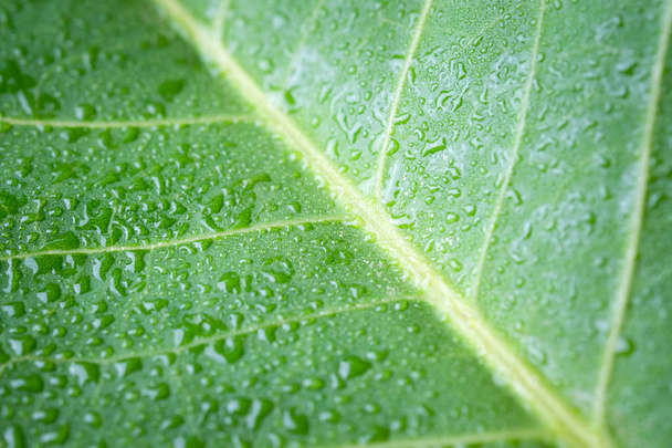  Soft Focus nature background texture  green leaf with water drop. - Foto, Bild