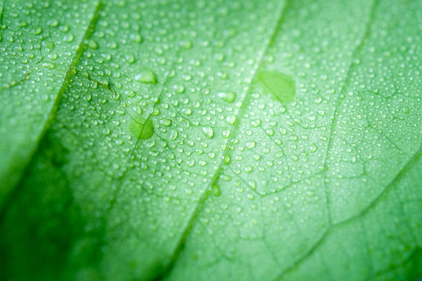  Soft Focus nature background texture  green leaf with water drop. - Photo, image